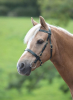 Shires Velociti GARA Plain Inhand Bridle